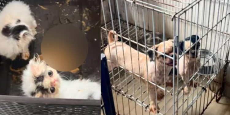 Denuncian presunto criadero ilegal de animales en Barranquilla