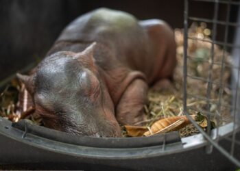 Muere cría de hipopótamo rescatada en Antioquia pese a los esfuerzos veterinarios
