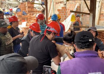 Rescatan con vida a Wendy, una perrita que pasó cuatro días entre los escombros en Cali