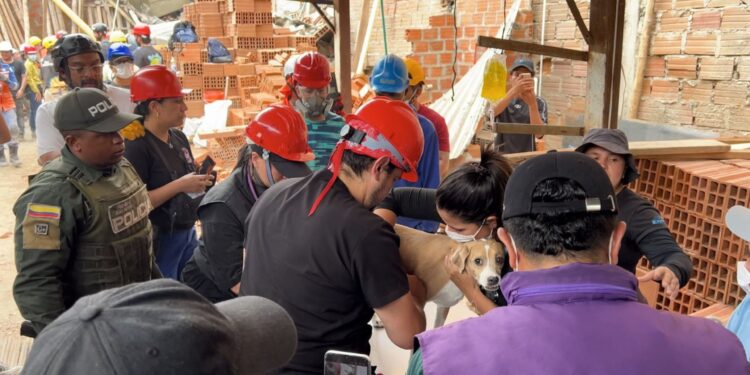 Rescatan con vida a Wendy, una perrita que pasó cuatro días entre los escombros en Cali