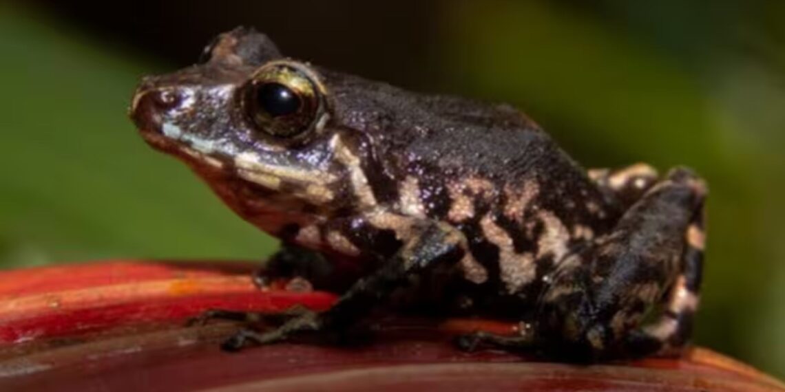 Descubren en Colombia una nueva especie de rana que habita en los bosques nublados