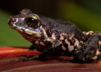 Descubren en Colombia una nueva especie de rana que habita en los bosques nublados