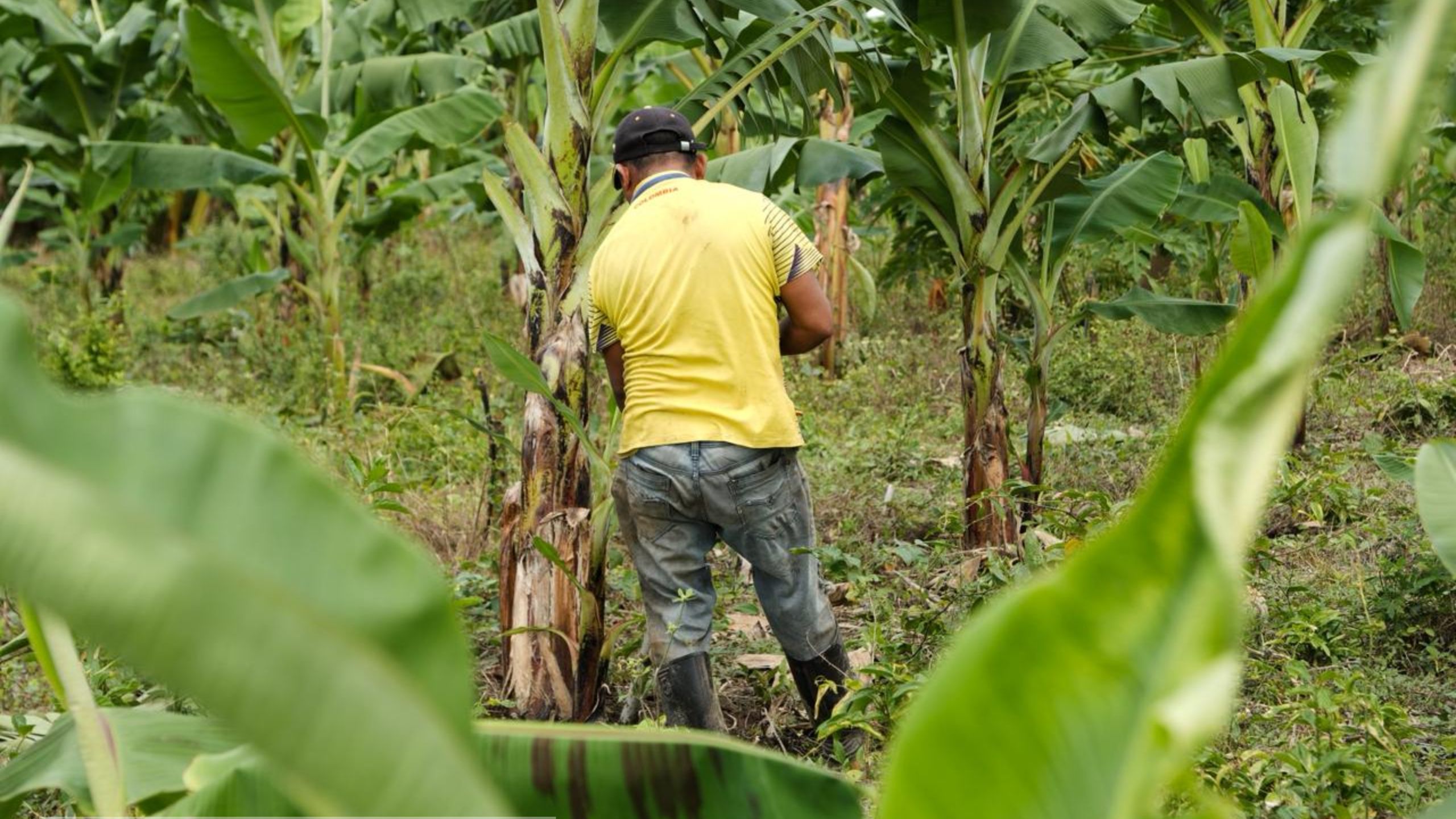 Gobernación de La Guajira socializa Forrajes Milagro, programa del Minagricultura, según Diario del Norte